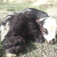 بزغاله شیری