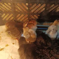 مشاوره جوجه کشی آموزش ساخت دستگاه جوجه کشی