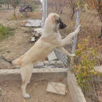 سگ گمشده منطقه باغ فرهنگیان (غذا خوری فرهادی)|سگ|زنجان, |دیوار