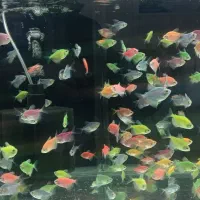 فروش ماهی آکواریوم گیاه تنوع کامل