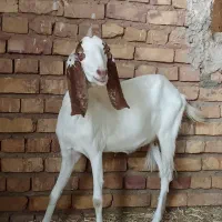 بز.گوسفند .بزغاله.میش