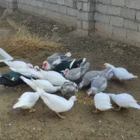 اردک اسرائیلی کمیاب طوسی16تایکجانروماده|حیوانات مزرعه|صوفیان, |دیوار