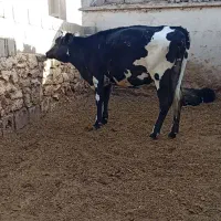 گاو و گوساله ،نر ماده