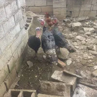 بوقلمون نر