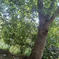 باغ گردو حدودا هشت من محلی
