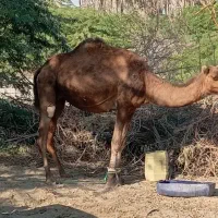 شتر نر دو سال . ماده اوس|حیوانات مزرعه|بند زرک, |دیوار