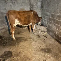 فروش لیشه سیمنتال عالی پاه به تلقیح