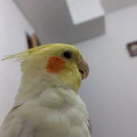 جفت مولد عروس هلندی