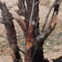 چوب بادام + کنده خشک