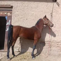 خرید فروش اسب