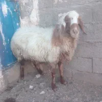 گوسفند|حیوانات مزرعه|خواف, |دیوار