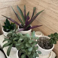 ۱۵ تا گل و گلدان|گل و گیاه طبیعی|رشت, جهاد|دیوار