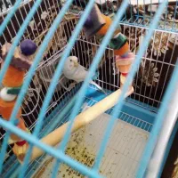 سه تا مرغ عشق