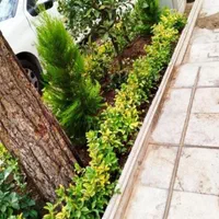 خدمات کشاورزی.باغبانی‌گل کاری.تعویض خاک و گلدان|خدمات باغبانی و درختکاری|بیرجند, |دیوار