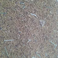 بذرعلف محلی