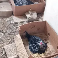 جوجه بوقلمون جوجه گلین نژاد خوب ریش چهل تخم نطفه|حیوانات مزرعه|آبیک, |دیوار