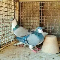 دمگیر|پرنده|اصفهان, جی شیر|دیوار