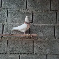 ماده طوق زرد خال سیاه چاپی.