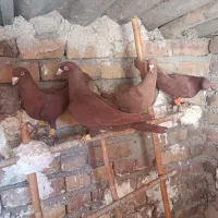 سرخ|پرنده|محمدیه-قزوین, |دیوار