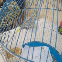 عروس هلندی سخنگو|پرنده|رشت, دخانیات|دیوار