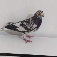 کبوتر سار نر