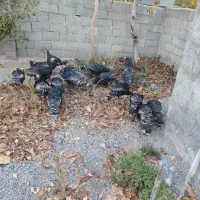 بوقلمون کاملا طبیعی و اورگانیک