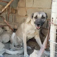 جفت سراب|سگ|مرودشت, رامجرد یک|دیوار