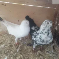 ۲جفت کفتر خوب