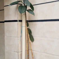 درخچه آمستر|گل و گیاه طبیعی|رشت, پل تالشان|دیوار