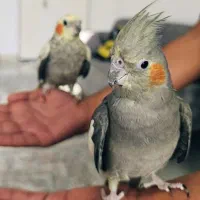 عروس هلندی با قفس