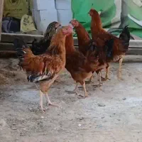 ۵ عدد جوجه خروس ۵ ماهه