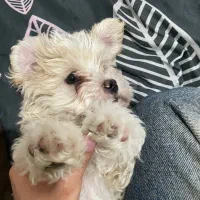 شیتزو تریر نر واگذاری|سگ|پاکدشت, پاکدشت (مامازند)|دیوار