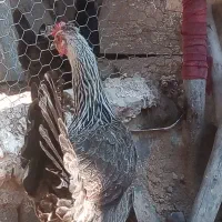 مرغ وخروس به فروش میرسد|حیوانات مزرعه|جهرم, |دیوار