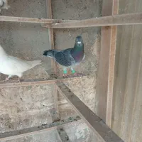 غریب گیری|پرنده|پاکدشت, حصار امیر|دیوار