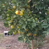 زمین چهار دیواری باغ پرتقال  ویلایی|فروش زمین و ملک کلنگی|ارطه, |دیوار