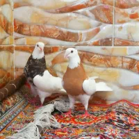 جفت طوقی زرد خال سیاه