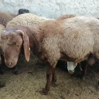 بره نر همو