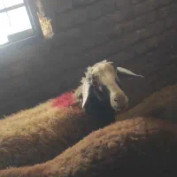 شیشک ماده و بره نر درجه یک