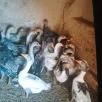 فروش غاز و بوقلمون