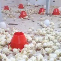 جوجه بوقلمون بیوتی ۶|حیوانات مزرعه|رودبار, |دیوار