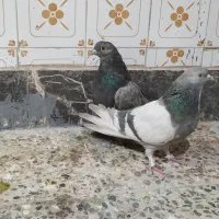 کفتر پلاکی کاشانی تهرانی|پرنده|خمینیشهر, |دیوار