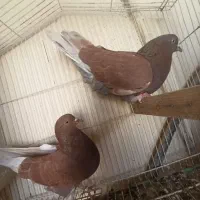 تهرونی و دمگیر