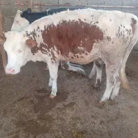 دوعدد گوسالع جنس نامبروان