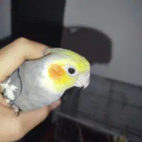 عروس هلندی نر ماده|پرنده|هشتگرد, هشتگرد قدیم|دیوار