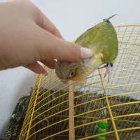 طوطی گیرینجیک|پرنده|نوشین شهر, |دیوار