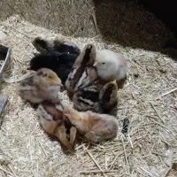 مرغ به همراه جوجه هاش
