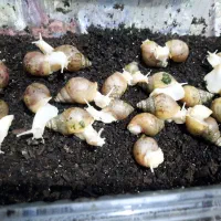 حلزون|خزنده|کرج, شهرک بنفشه|دیوار