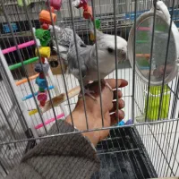 عروس هلندی قناری و..|پرنده|خرم‌آباد, |دیوار