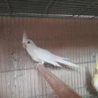 ۴عدد جوجه عروس هلندی دونخور دستی|پرنده|خمینی‌شهر, |دیوار