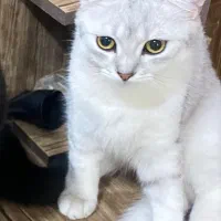 گربه بریتیش نژاد اصیل